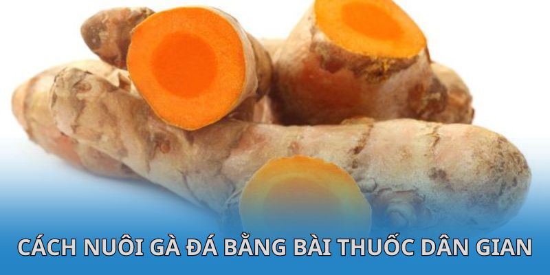 Cách nuôi gà đá bằng bài thuốc om bóp dân gian