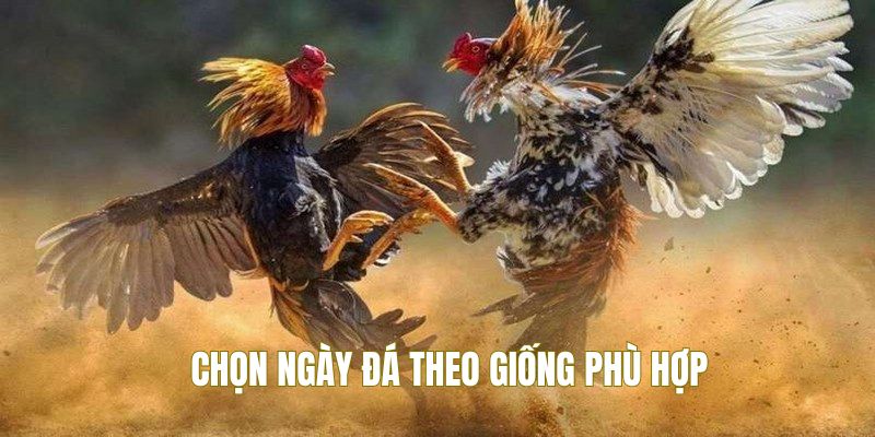 Tùy theo giống có chọn thời điểm ra sân phù hợp